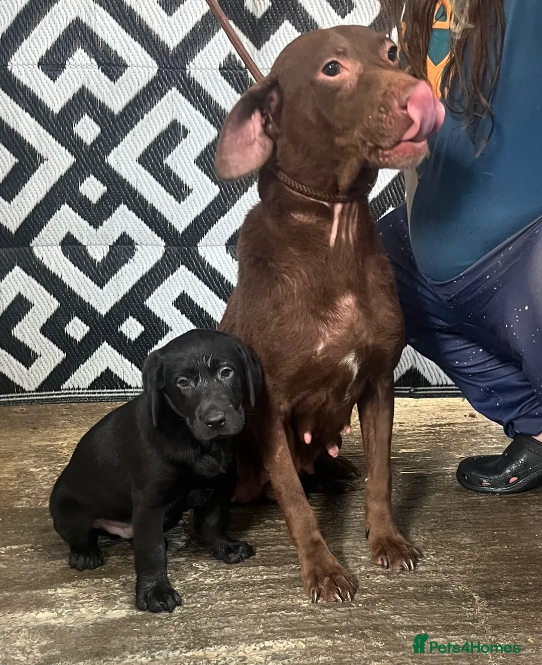 Labrador Retriever dogs for sale: LABRADOR PUPPY FOR SALE - Advert 2