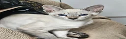 Siamese cats for sale: Old Style Siamese - Advert 2