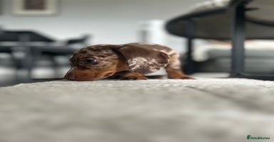 Miniature Dachshund dogs - Advert 15