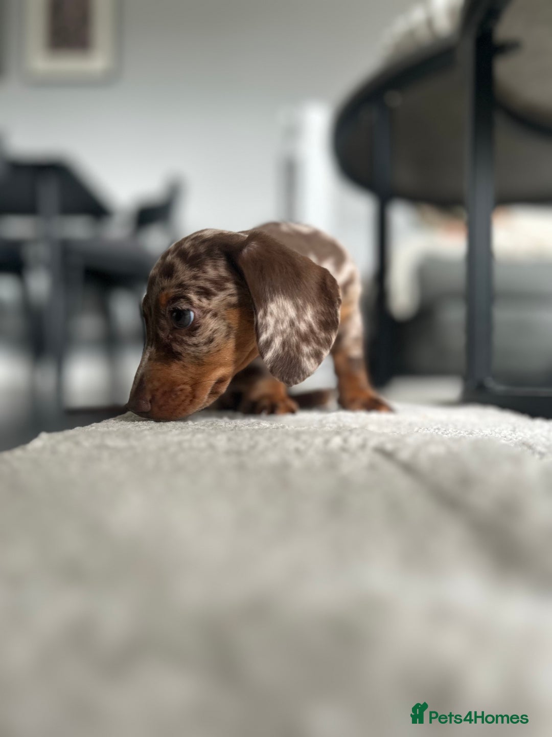Miniature Dachshund dogs for sale: Dapple miniature dachshund  - Image 2