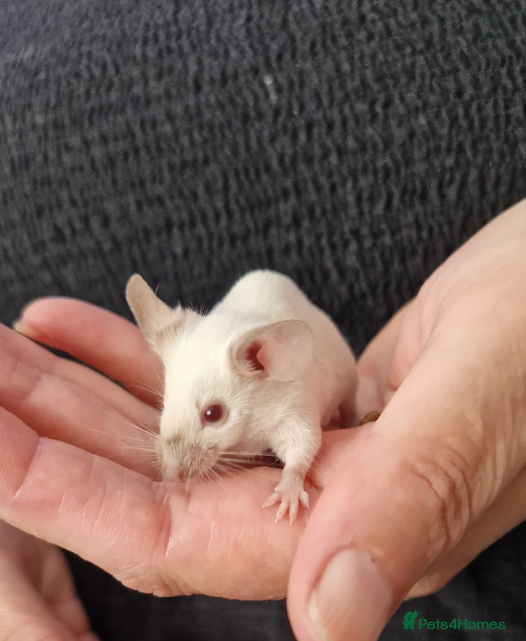 Mouse rodents Baby Siamese mice for sale 6wks old  - Advert 17