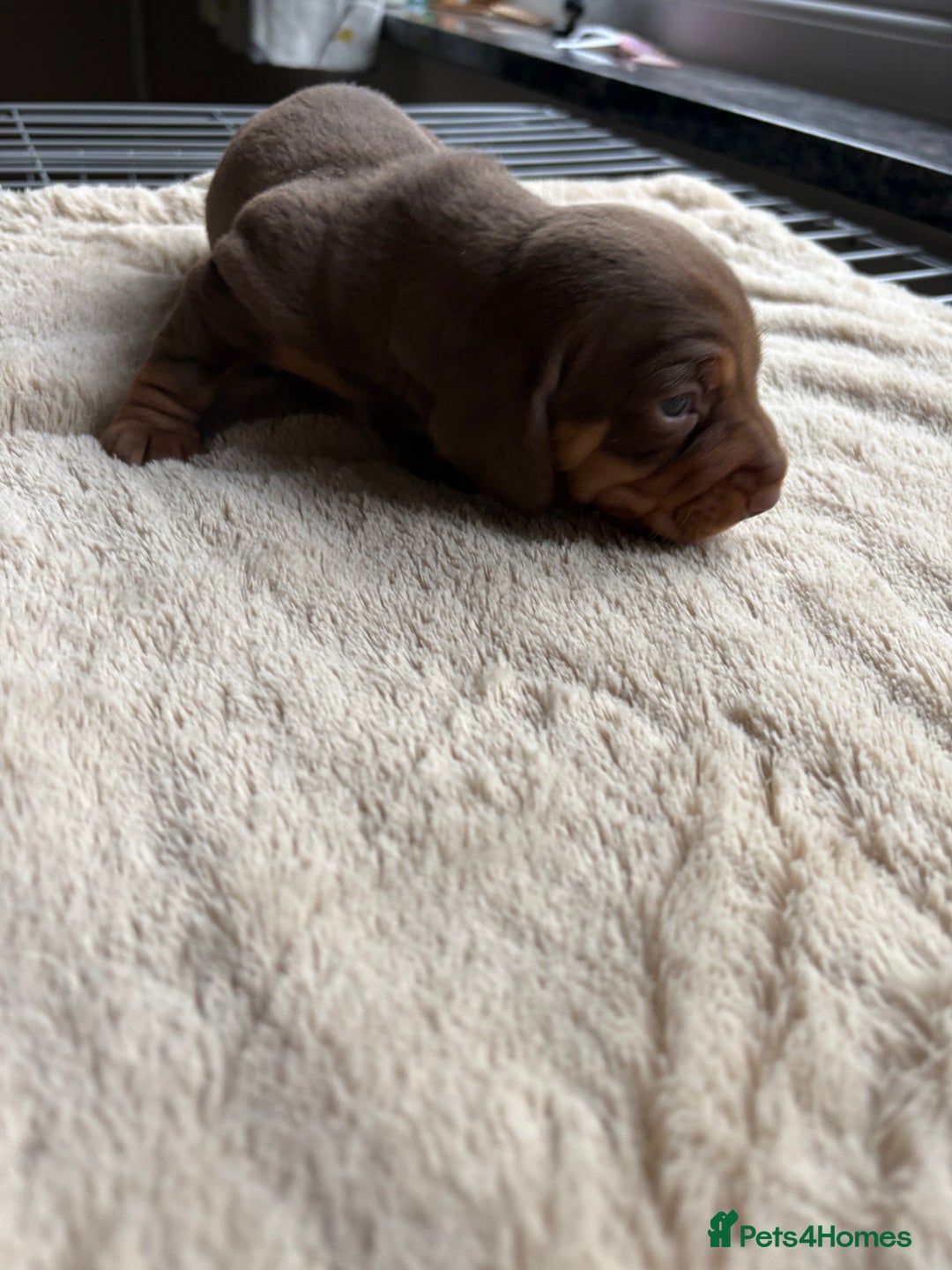 Dachshund dogs for sale: Standard dachshund puppies  - Advert 6