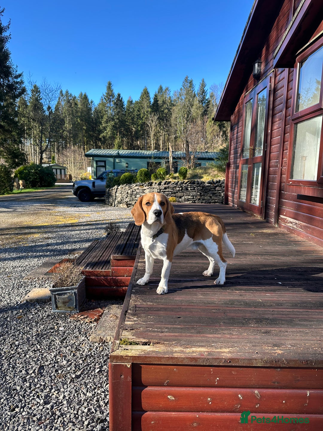 Beagle dogs for stud: Ragnar (KC STUD) in Liverpool - Image 13