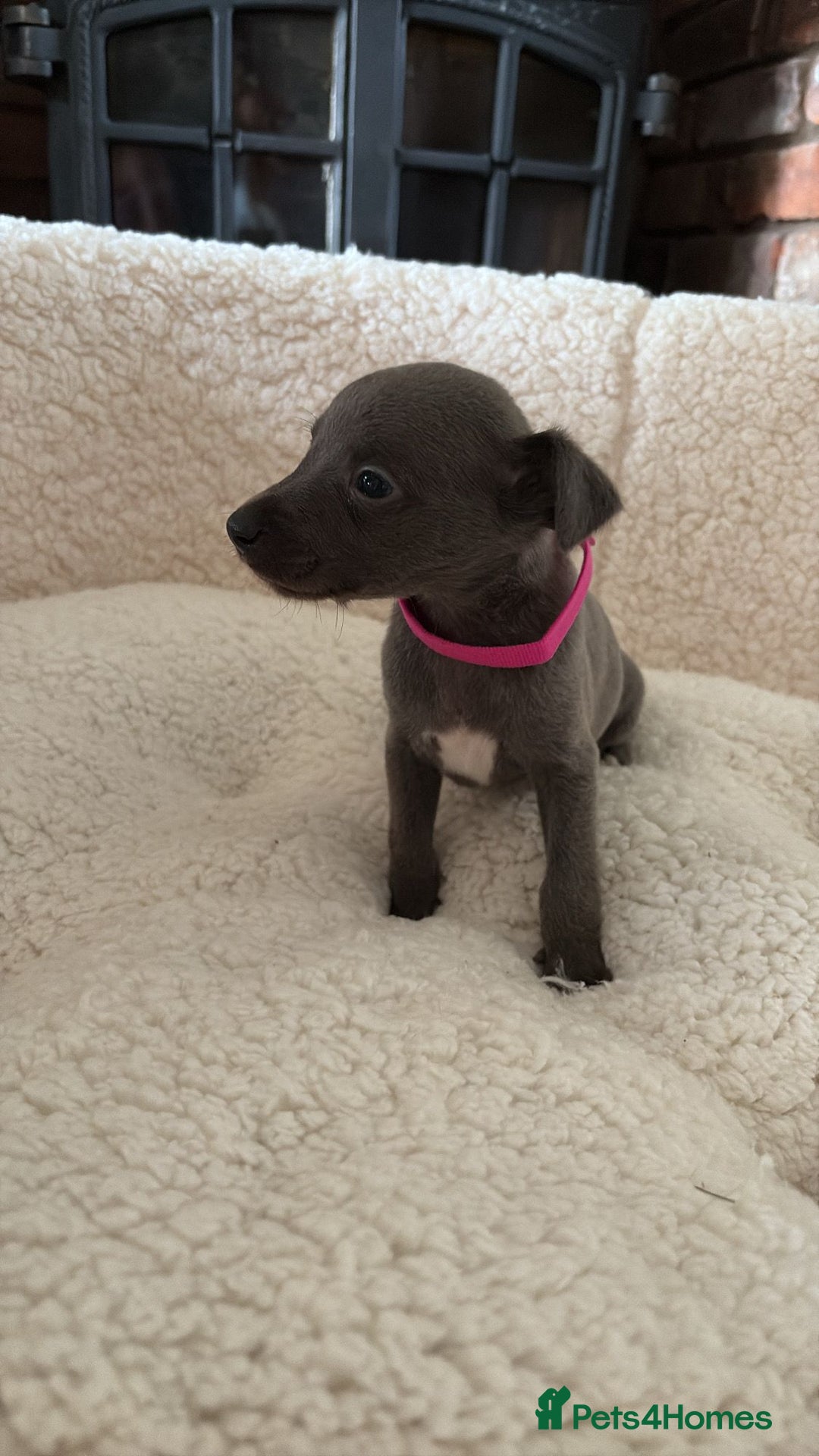 Whippet dogs for sale: KC registered BLUE whippet puppies 100% show type  - Advert 18