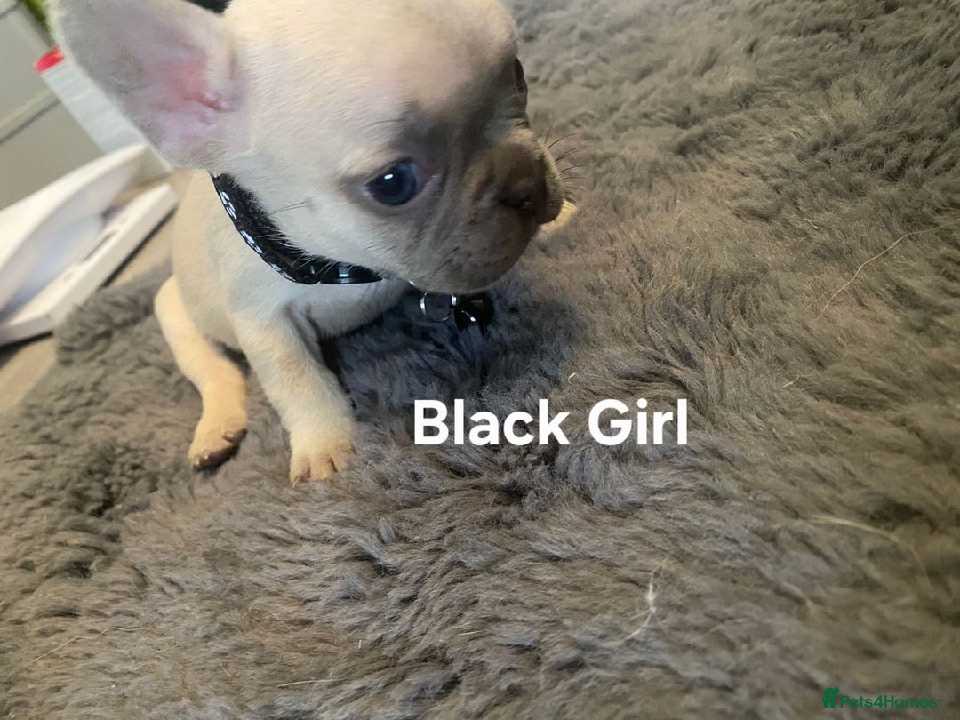 French Bulldog dogs for sale: Beautiful chunky Frenchies - Image 11