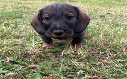 Dachshund dogs for sale: Standard Wire Haired Dachshunds  - Image 18