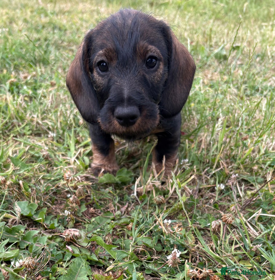 Dachshund dogs for sale: Standard Wire Haired Dachshunds  - Image 18