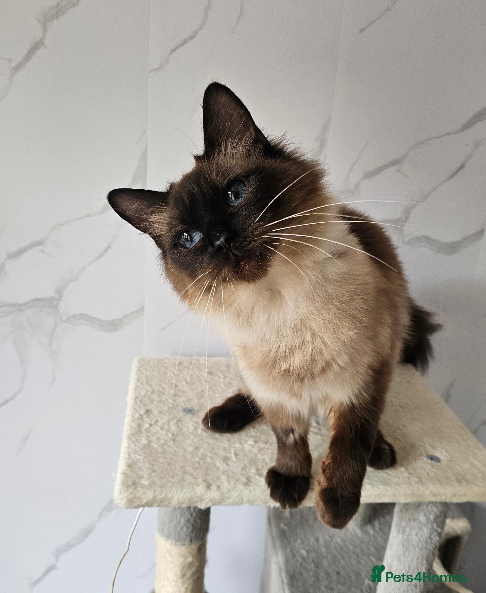 Ragdoll cats SPAYED FEMALE GCCF REGISTERED  - Advert 2