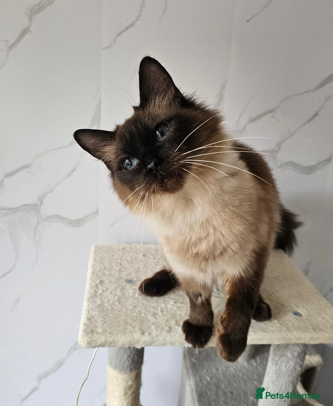 Ragdoll cats for sale: SPAYED FEMALE GCCF REGISTERED  - Advert 2