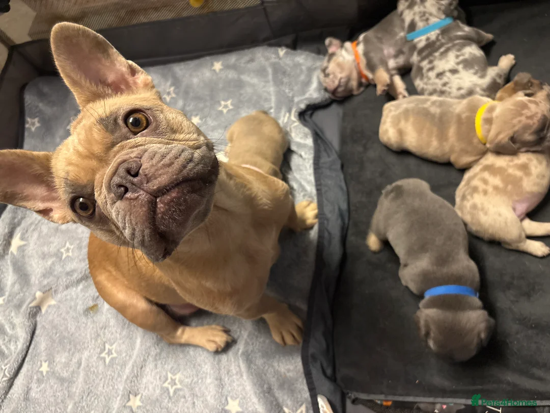 French Bulldog dogs for sale: *REDUCED*❤️‍🔥 - Advert 10