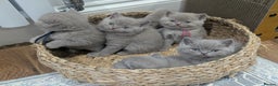 British Shorthair cats for sale: 6 beautiful rare FAWN British Shorthair Kittens ✨ - Advert 3