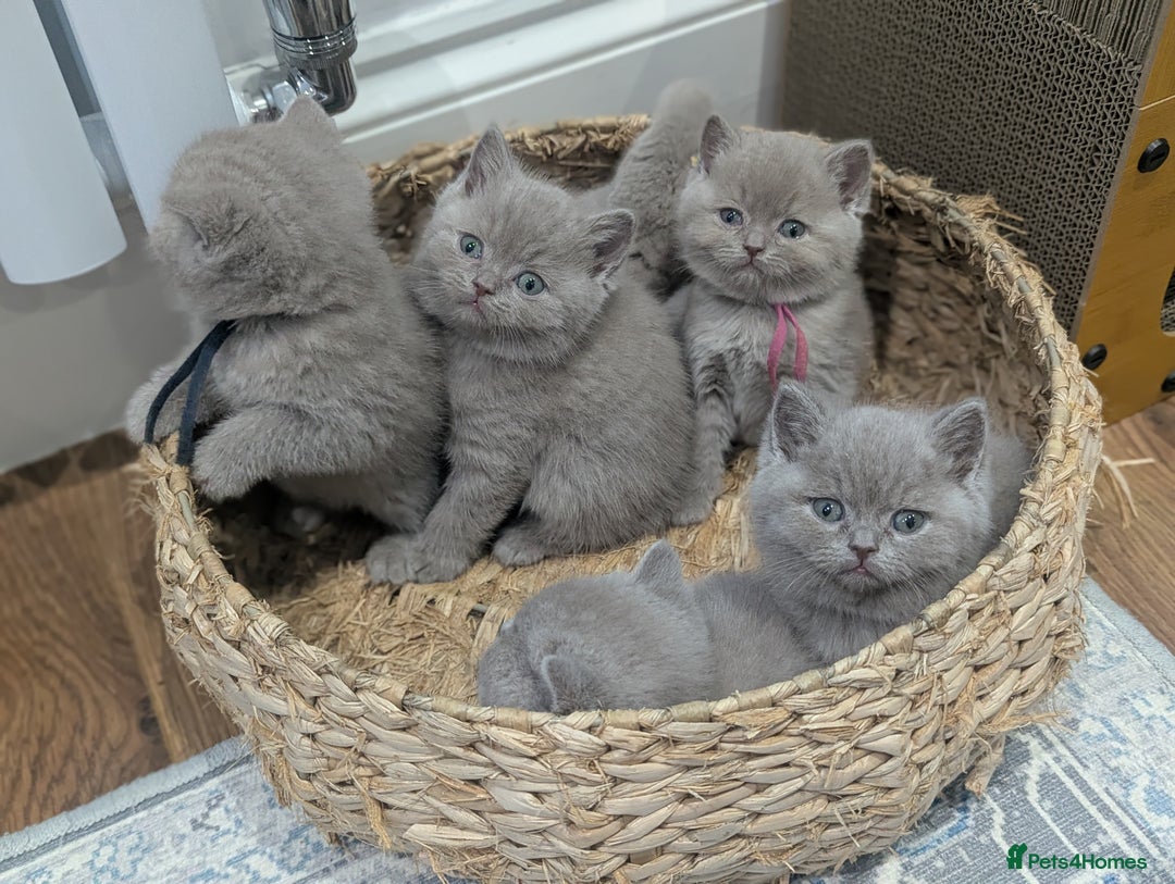 British Shorthair cats for sale: 6 beautiful rare FAWN British Shorthair Kittens ✨ - Advert 3