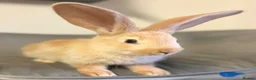 Continental Giant rabbits for sale: Pure Bred Continental Giants  - Advert 11