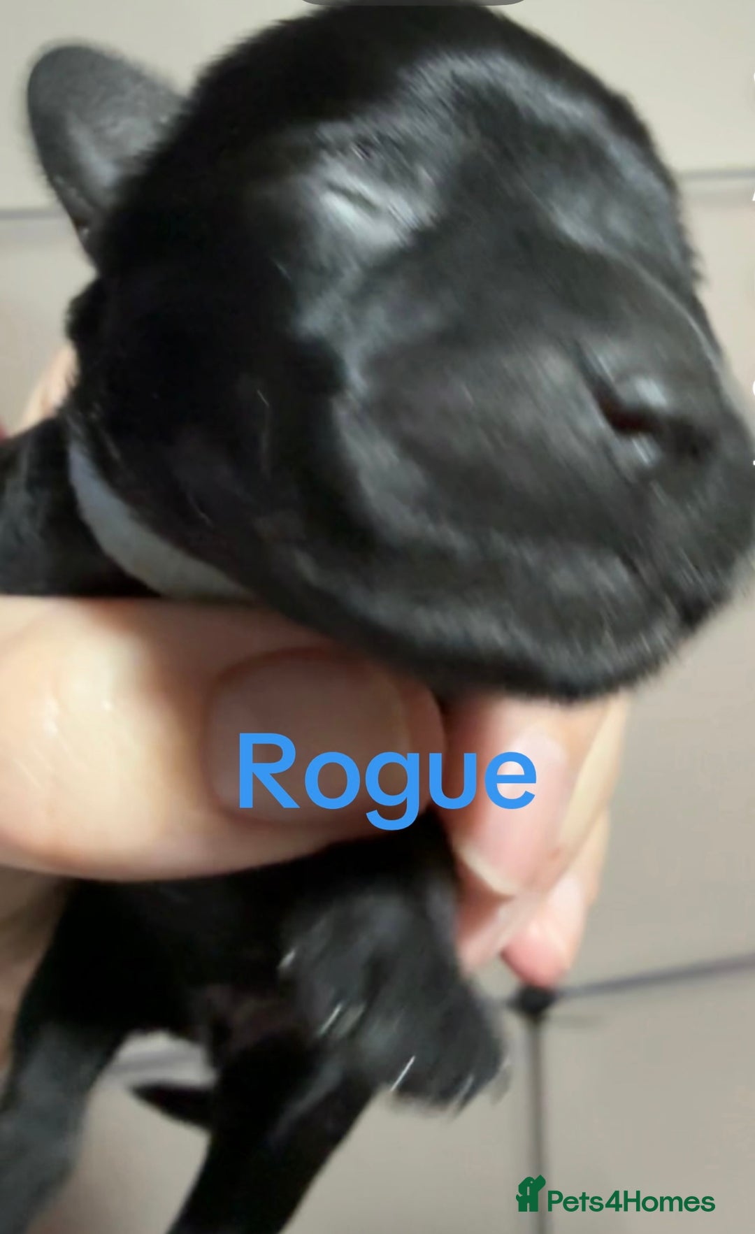 Mixed Breed dogs for sale: F1 Schnoodle Puppies all girl Litter ready March  - Advert 14