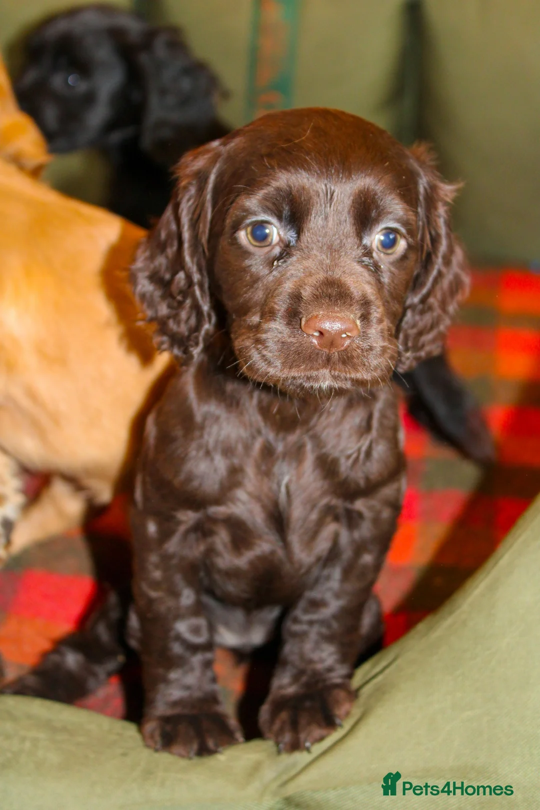 Cocker Spaniel dogs for sale: Outstanding Working Cocker Spaniel Puppy Female - Advert 7