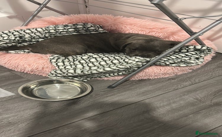 Staffordshire Bull Terrier dogs - Advert 1