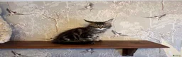 Maine Coon cats for sale: Maine Coon Registered TICA - Advert 14