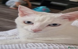 Mixed Breed cats for sale: 2 sister looking for new home  - Image 7