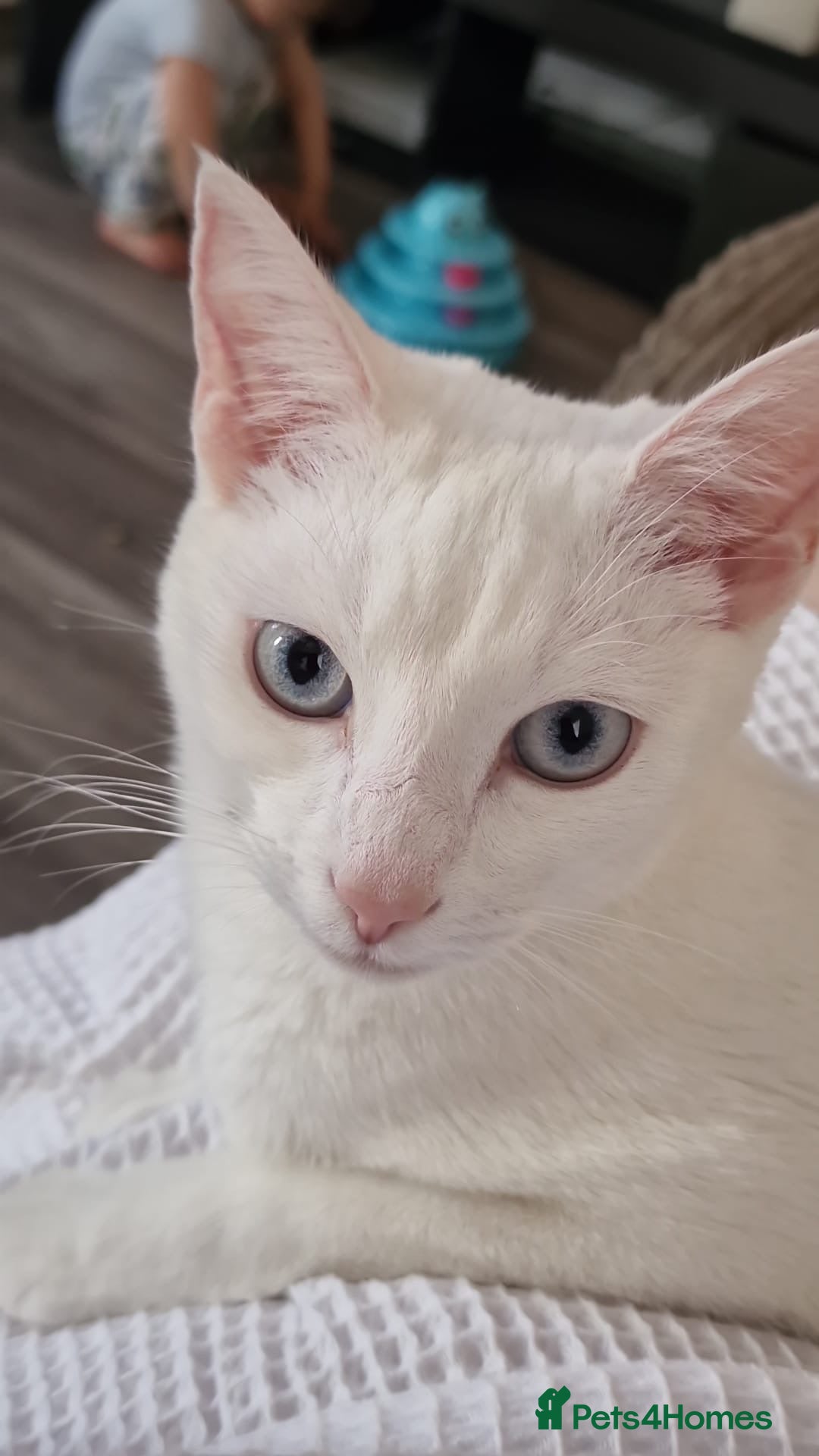 Mixed Breed cats for sale: 2 sister looking for new home  - Image 7