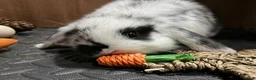 Mini Lop rabbits for sale: Minilop babies (2 girls & 2 boys)  - Advert 4