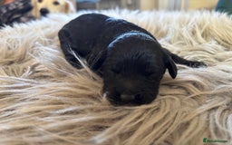 Goldendoodle dogs for sale: 12 Stunning Goldendoodles - Image 6