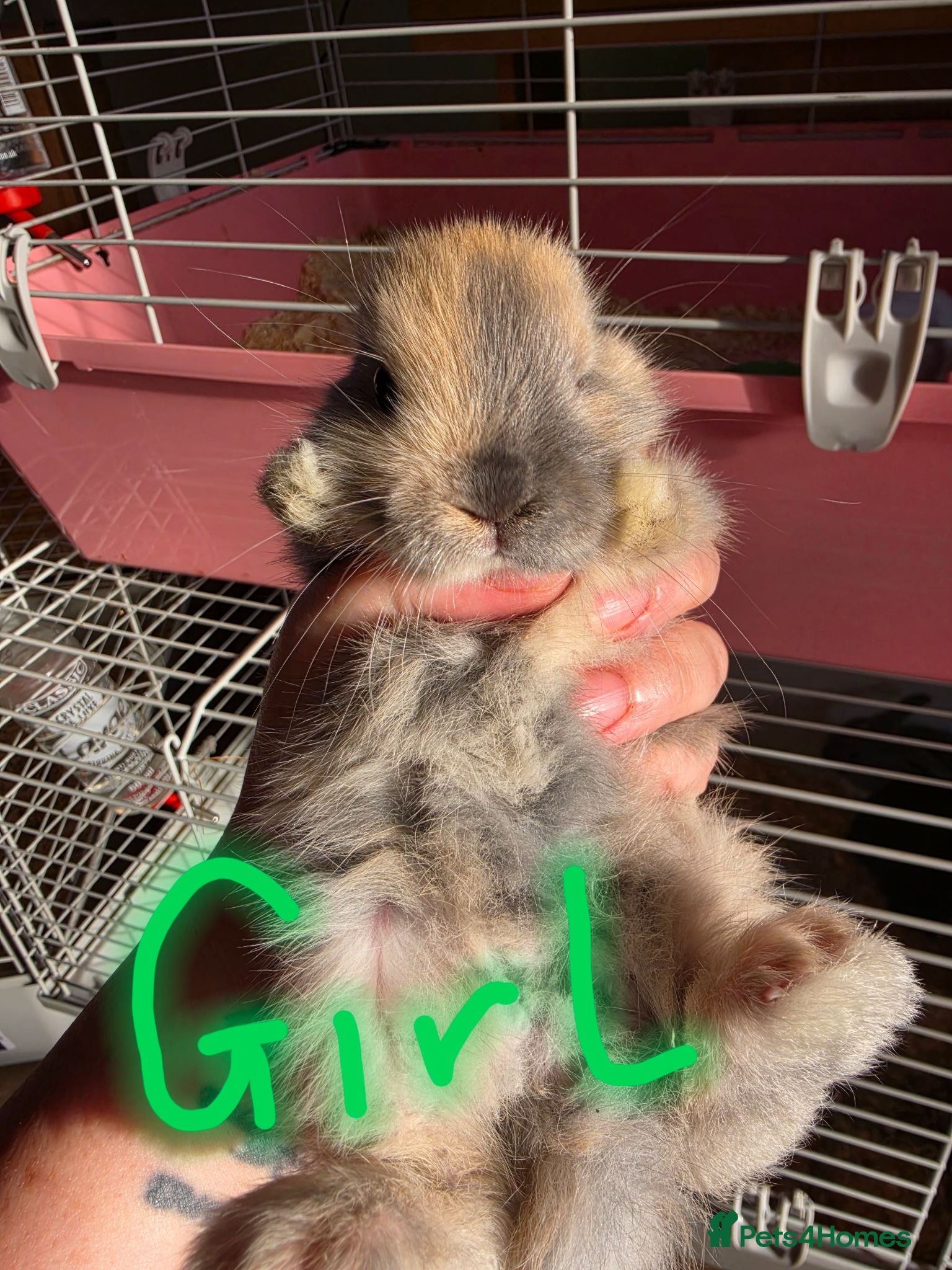 French Lop rabbits Baby French lops for sale - Advert 16