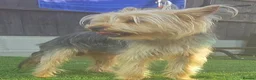 Yorkshire Terrier dogs for sale: Yorkshire terrier x cairn terrier yorkie  in Wickford - Advert 2
