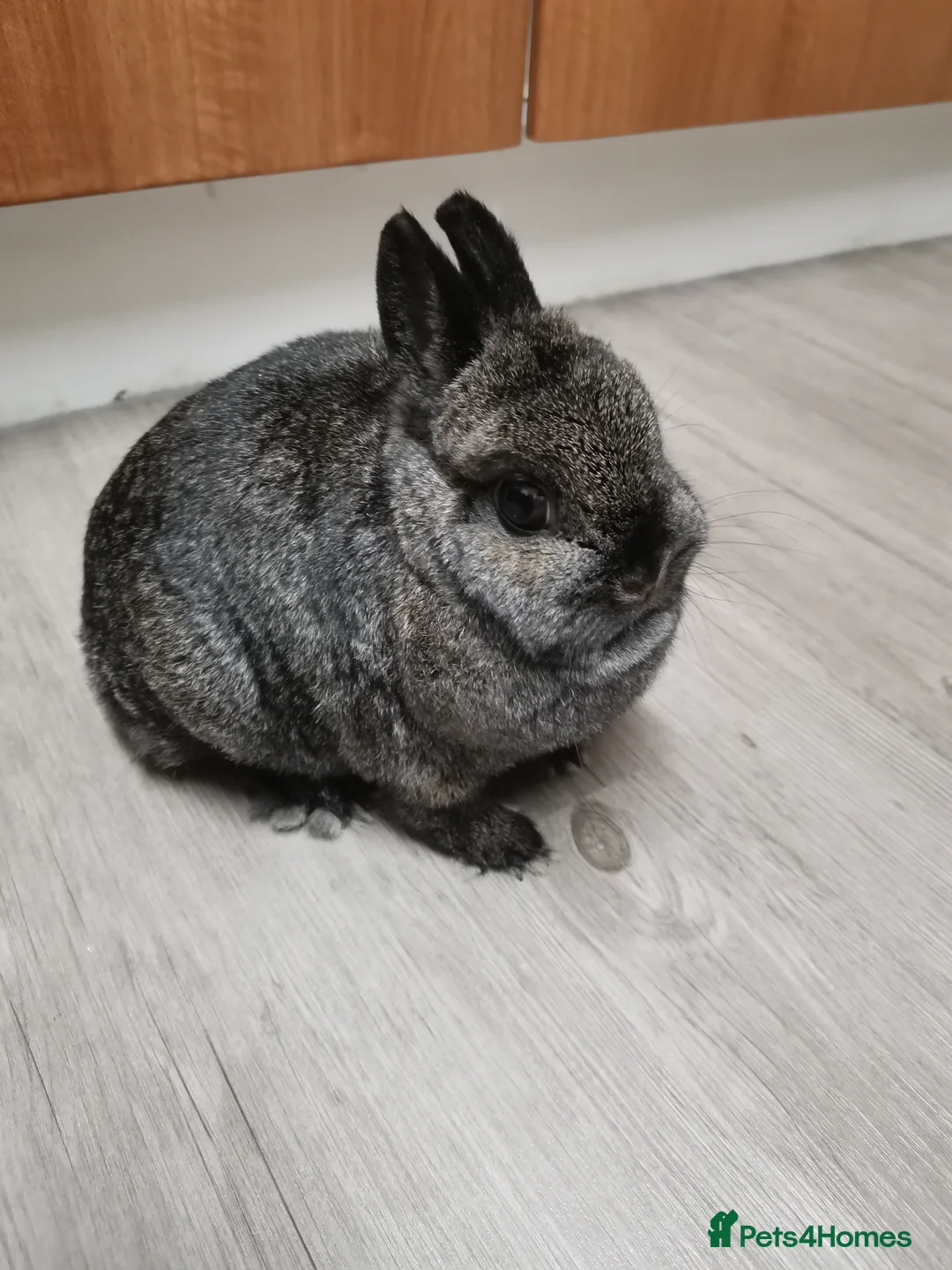 Netherland Dwarf rabbits for sale: Female Netherland Dwarf Rabbit in Sheffield - Advert 1