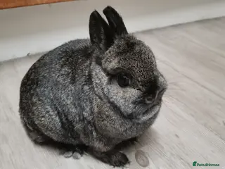 Netherland Dwarf rabbits Female Netherland Dwarf Rabbit - Advert 2