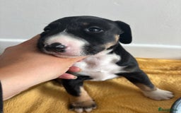 Mixed Breed dogs for sale: English Bull Terrier mixed puppies for sale - Image 15