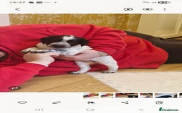 Sprocker dogs for sale: Beautiful sprocker pups - Image 4