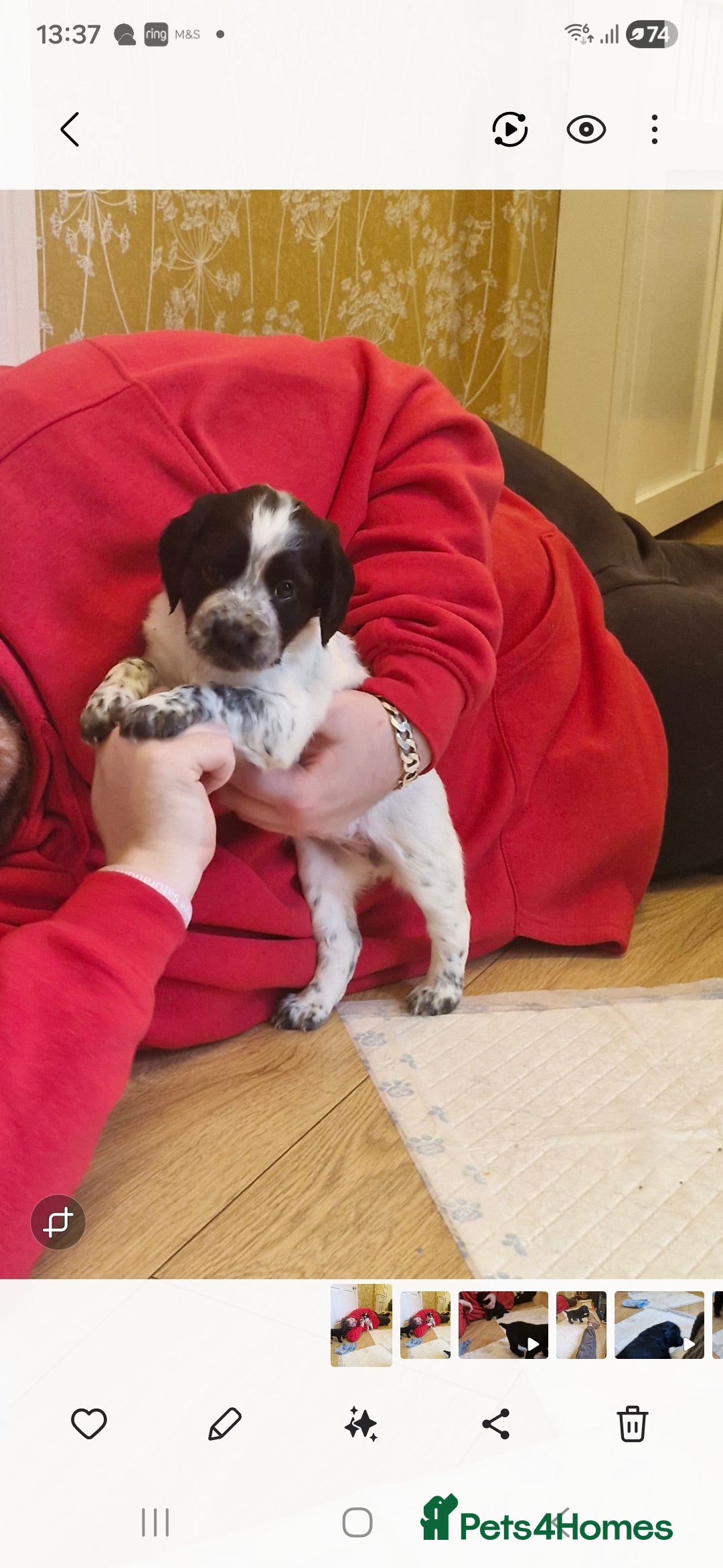 Sprocker dogs for sale: Beautiful sprocker pups - Image 4