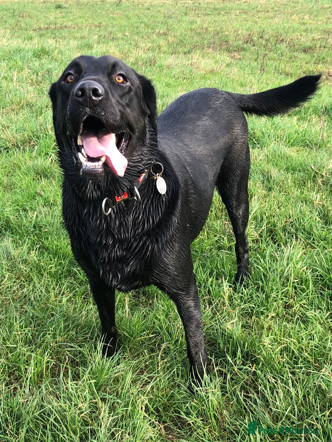 Labrador Retriever dogs for stud: KC registered Black Labrador Retriever for stud  in Bournemouth - Image 4