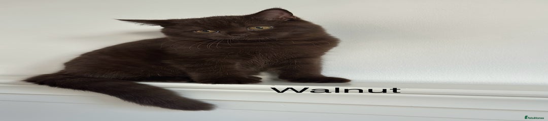 British Shorthair Kitten 1
