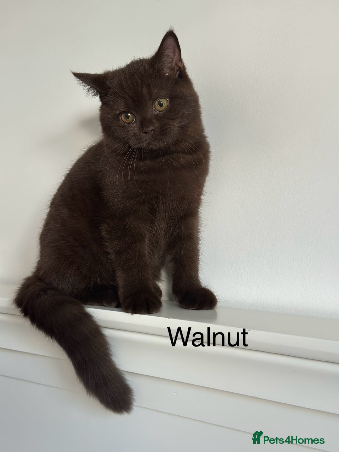 British Shorthair cats for sale: Ready🏡British Shorthair Chuky Kittens - Image 13