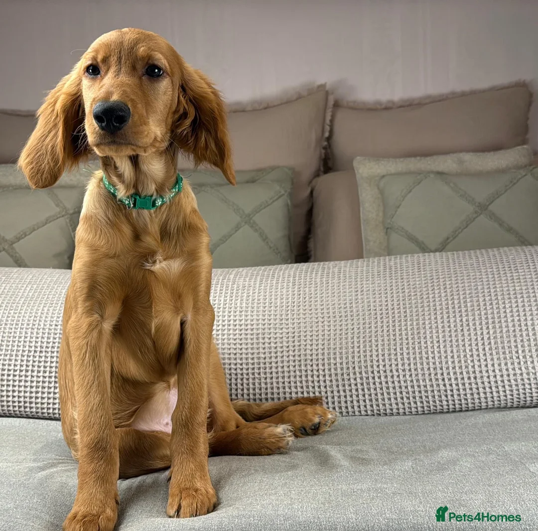 Goldendoodle dogs for sale: AVAILABLE PUPPIES ON OUR INSTAGRAM. TAKE A LOOK.  - Advert 2