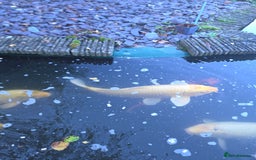 Koi Carp fish for sale: Variety of koi fish size from 35cm to 45 - Advert 7