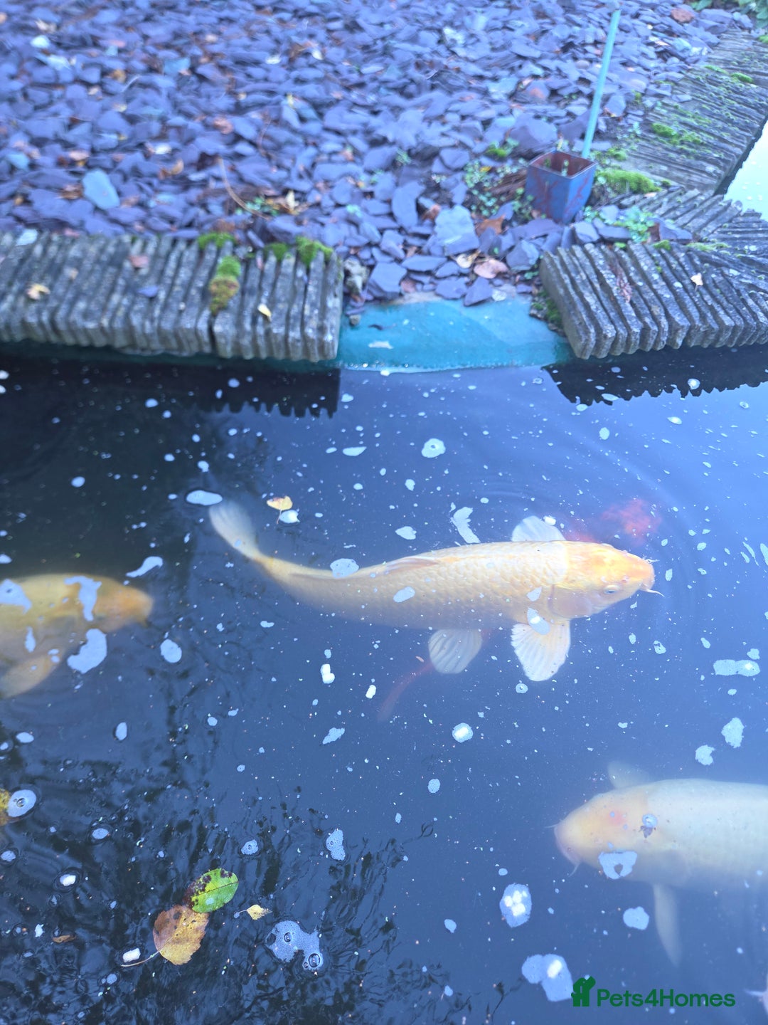 Koi Carp fish for sale: Variety of koi fish size from 35cm to 45 - Advert 7