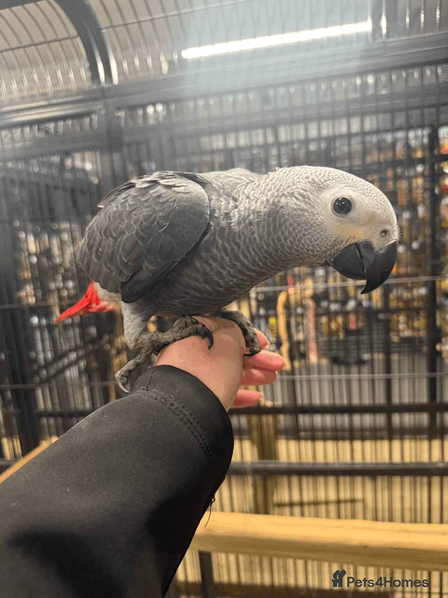 Parrots birds Gorgeous handreared tame baby African Greys  - Advert 2