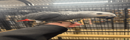 Parrots birds for sale: Gorgeous handreared tame baby African Greys  - Advert 2