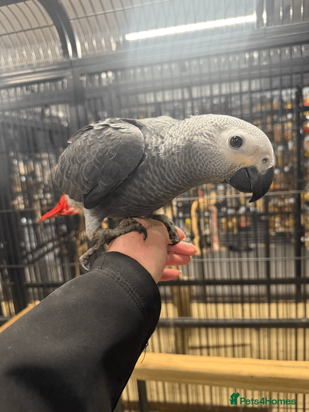 Parrots birds for sale: Gorgeous handreared tame baby African Greys  - Advert 2