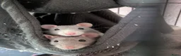 Rat rodents for sale: 2 female rats - Advert 1