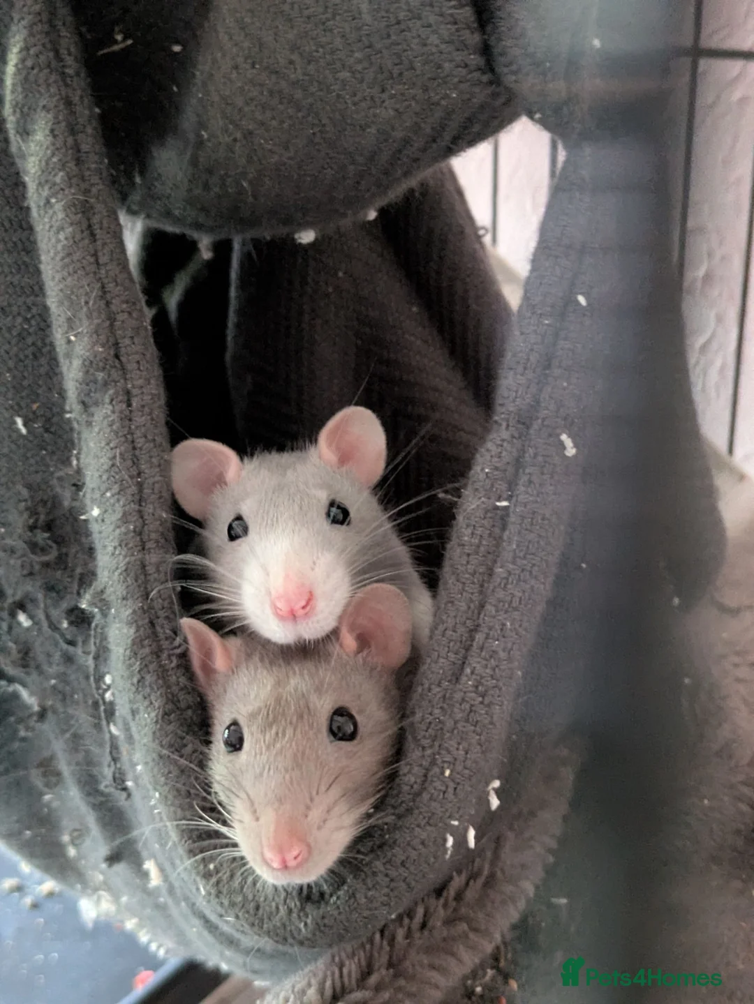 Rat rodents for sale: 2 female rats - Advert 1