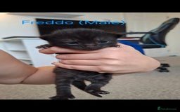 Domestic Shorthair cats for sale: 5 BEAUTIFUL KITTENS 😸  - Image 4