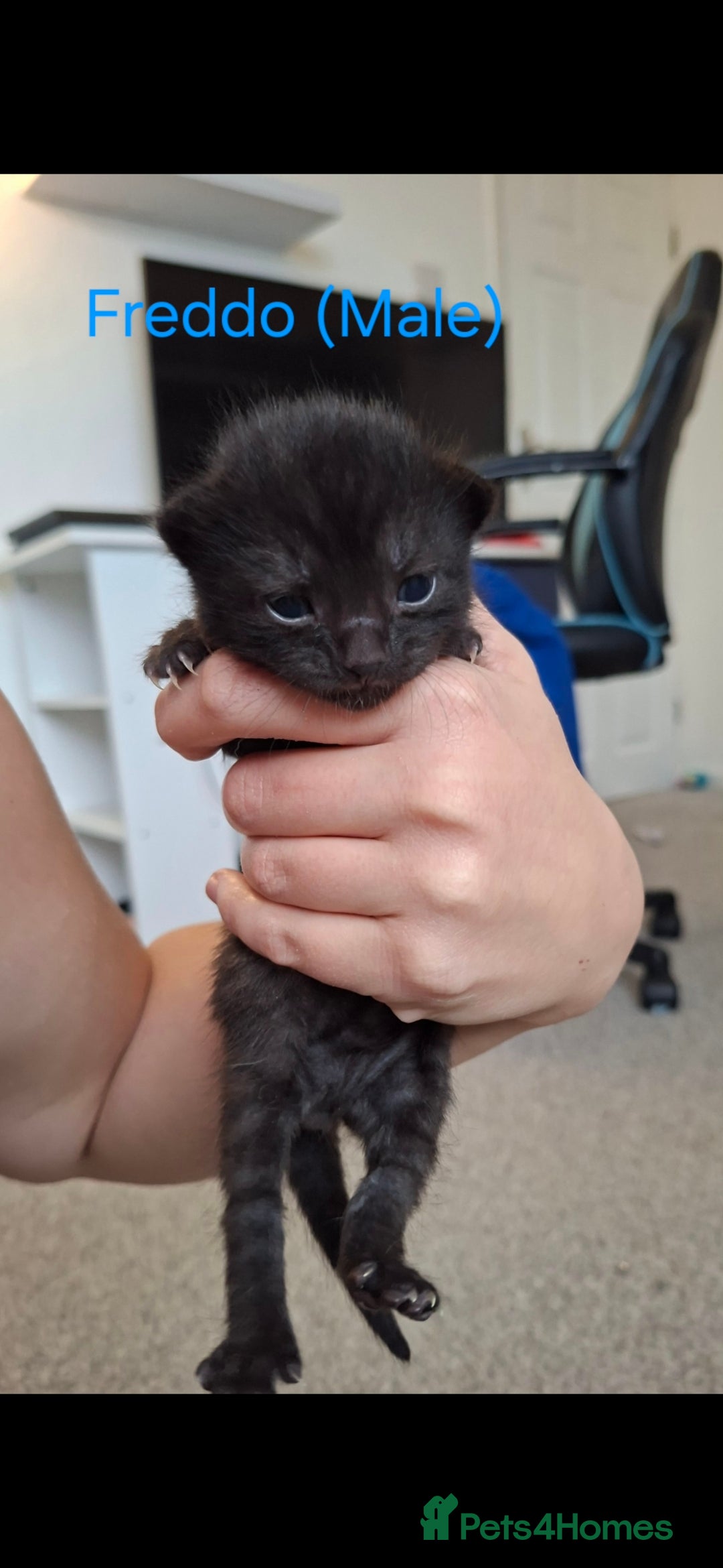 Domestic Shorthair cats for sale: 5 BEAUTIFUL KITTENS 😸  - Image 4