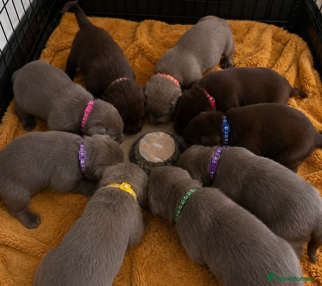 Labrador Retriever dogs ️Beautiful Labrador Retriever Puppies Silver/Choco - Advert 2