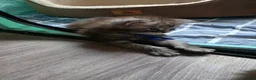 Maine Coon cats for sale: Maine coon kittens  - Advert 12
