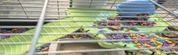 Hamster rodents for sale: Hamster and full set up available  - Advert 5
