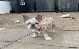 French Bulldog dogs for sale: Wirehair/fluffy French bulldog  - Image 1