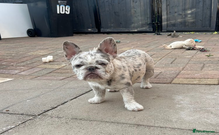 French Bulldog dogs - Advert 1